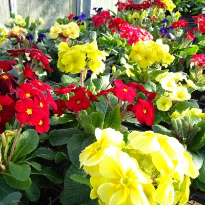 New Plants for this season and bulbs now in stock